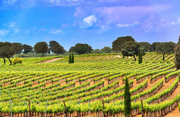 Windmills of Don Quixote wine tour from Madrid