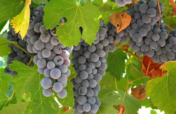 Muir Woods with Napa and Sonoma Wine Country tour