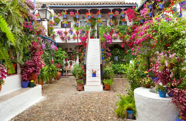 Tickets and guided tour of the authentic patios of Córdoba