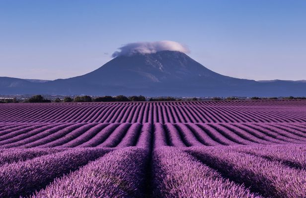 Lavender tour to Valensole from Marseille