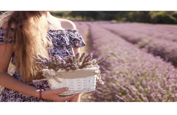 Full-day lavender tour in Sault from Aix en Provence