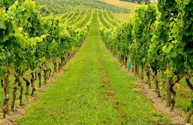 Tasting with Lanciola winery tour