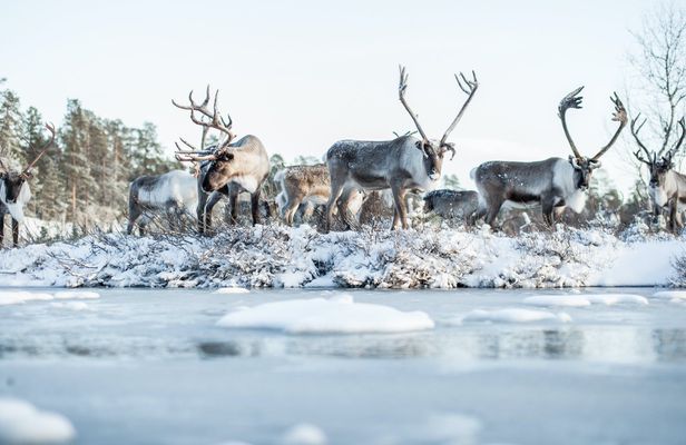 Day Trip to Ranua Zoo With Husky Farm and Reindeer Farm Visit