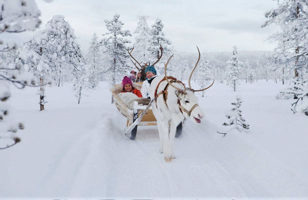 Forest trail reindeer safari