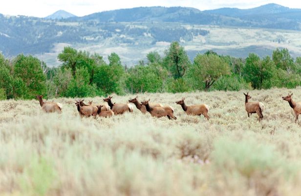 Yellowstone Lower Loop full-day tour