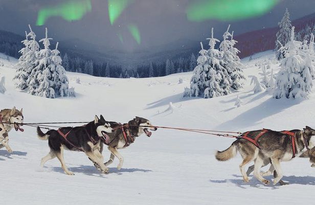 Snowmobiles and huskies in Lapland