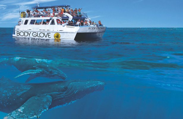 Whale watching excursion from Kona