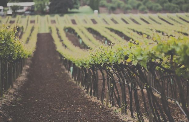Temecula wine tour