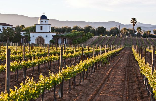 Baja wine tour
