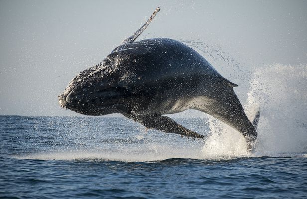 San Diego summer whale and dolphin watching adventure