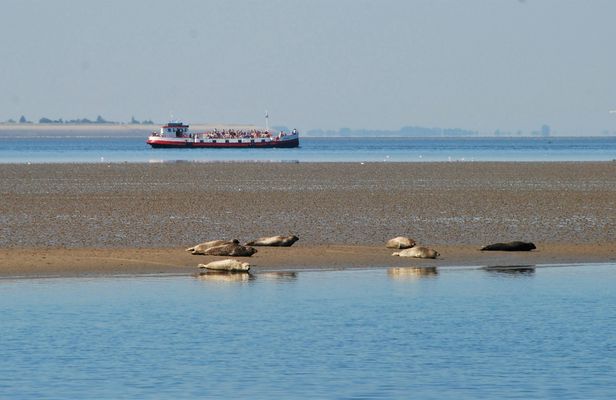 Half-day seal tour from Amsterdam