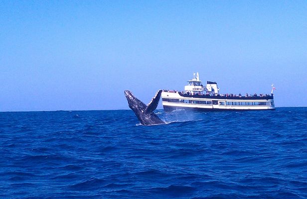 Guaranteed Whale Watching in San Diego