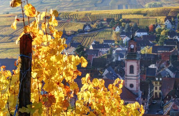 Alsace half-day shared wine tour from Colmar