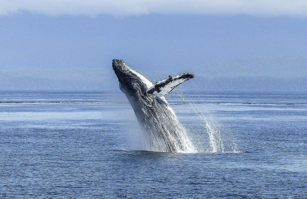 Hermanus Whale Route Tour from Cape Town
