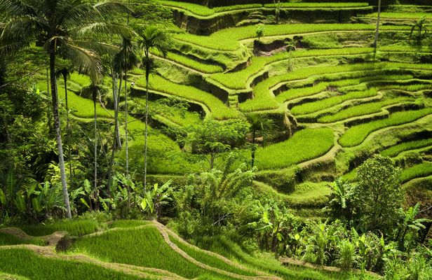 Introduction to Bali