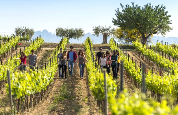 El Penedès hike and wines