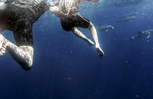 Azores Swim with Dolphins Atlantic Experience