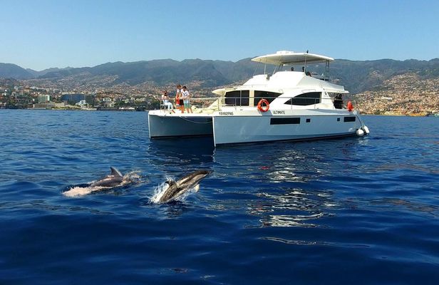 Dolphin and whale watching in Funchal with luxury catamaran all inclusive