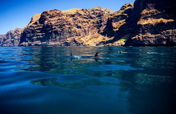 5 hour whale and dolphin watching on an eco-catamaran