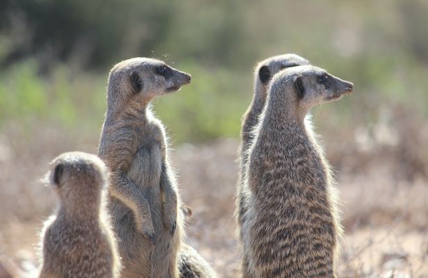 Oudtshoorn Meerkat Safari