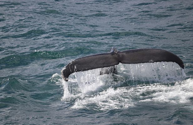 Whale watching tour and Whales of Iceland exhibition entrance tickets