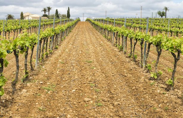 Private wine and cava tour in Penedés
