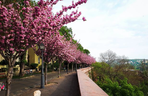 Self-guided Discovery Walk in Budapest's Castle Hill history and mysteries