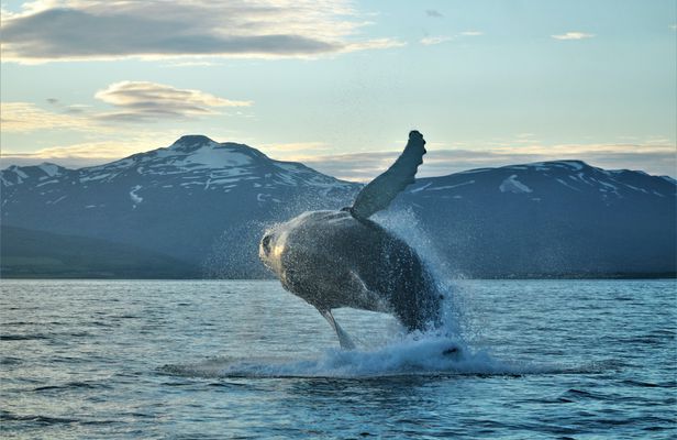 Akureyri Classic Whale Watching