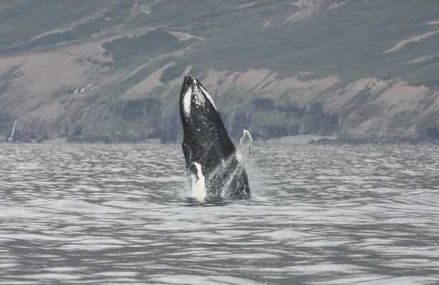 2-hour whale, Eyjafjord & Akureyri sightseeing tour