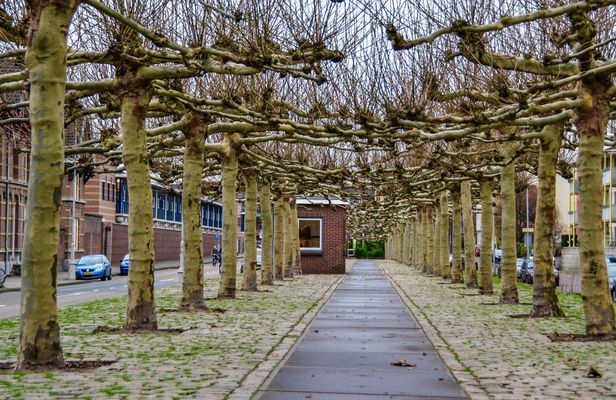 Self-guided Discovery Walk in Amsterdam's East multicultural secrets