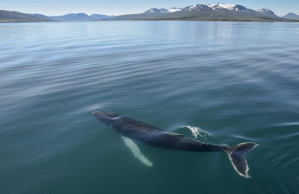 Akureyri  whale watching tour in the midnight sun