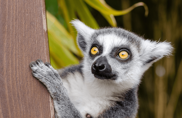Krakow Zoo entrance tickets and transfer
