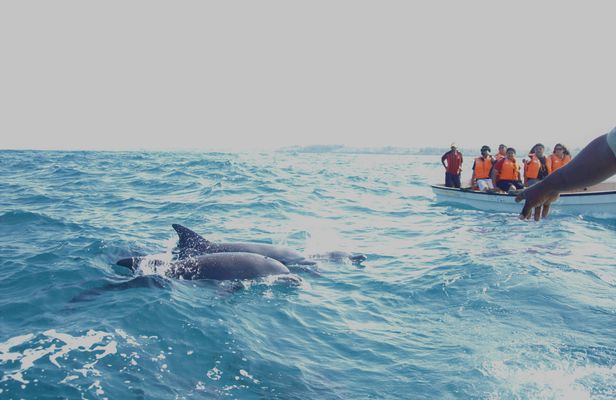 Key West tour with dolphin watching from Miami