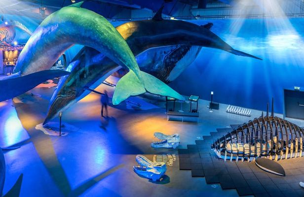 Whales of Iceland admission with audio guide and tour