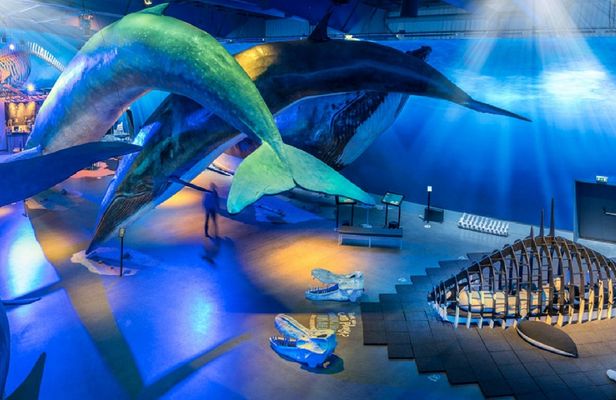 Whales of Iceland admission with audio guide and tour