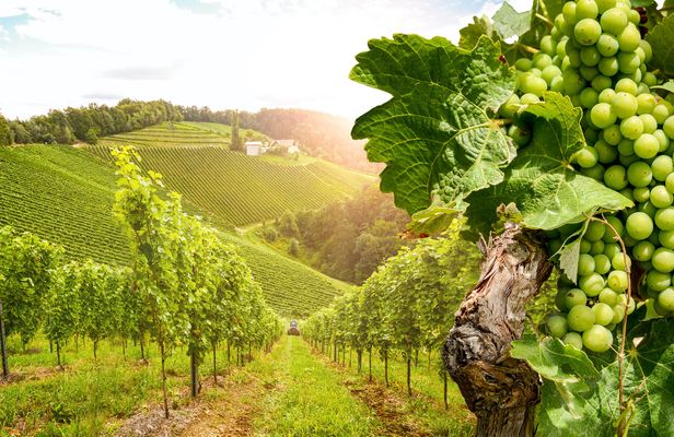 Day Tour in Burgundy with 12 Wines Tasting at Local Wineries