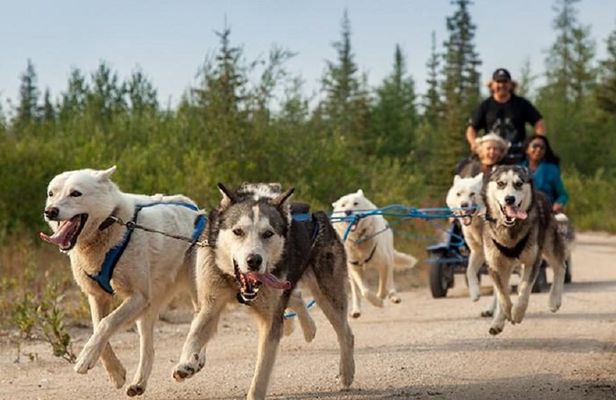 Husky ride adventure