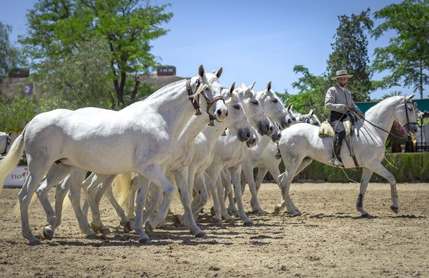 La Cartuja Stud Farm Ticket