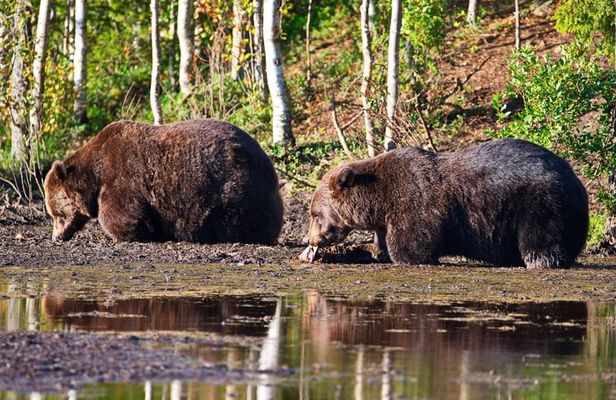 Overnight bear safari tour