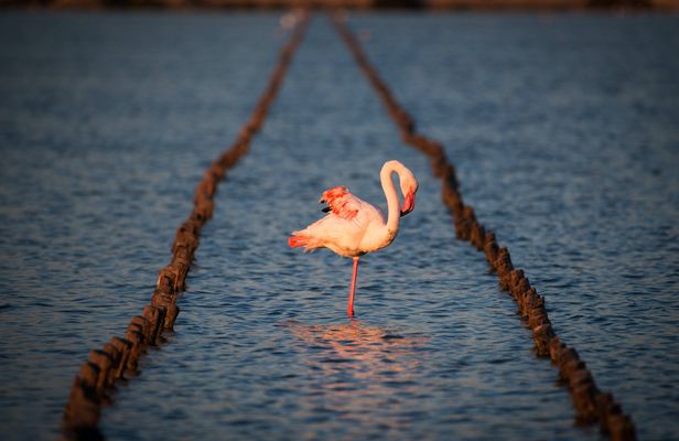 Flamingos oasis self-balancing scooter tour