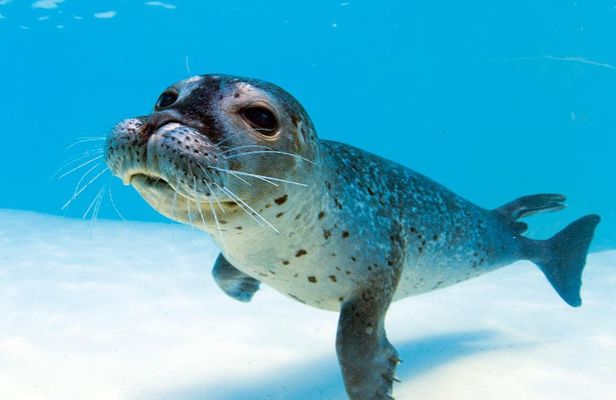 Marineland