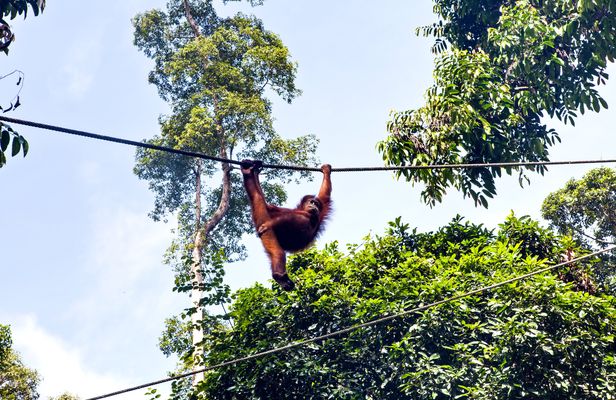 Makoa Farm Wildlife Rehabilitation Centre from Arusha