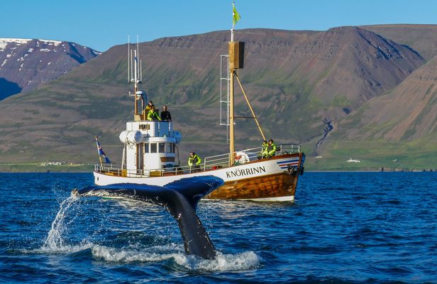Whale watching tour in Árskógssandur