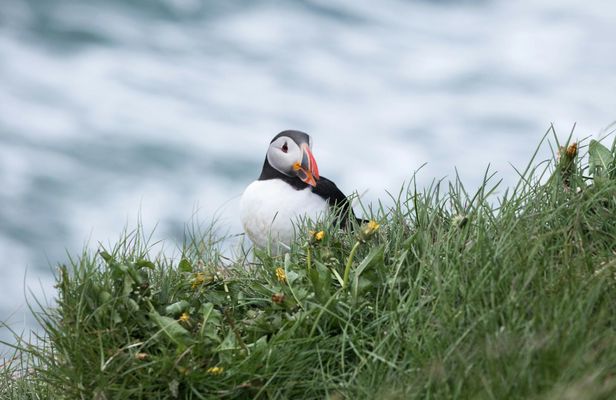 Puffin tour Iceland: Húsavík whale watching and puffins