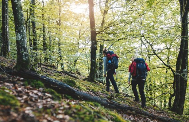 Meet the wildlife of Sweden in a safari tour