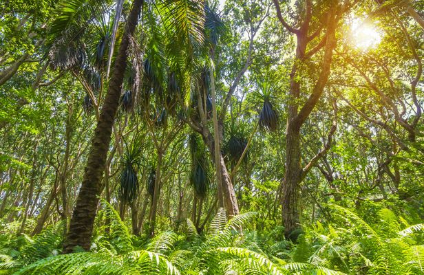 Zanzibar Jozani Forest and Prison Island private tour