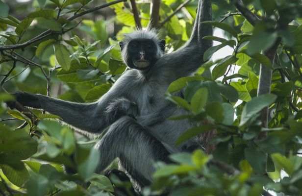 Zanzibar Jozani Forest private tour