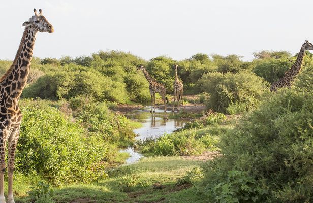 Canoeing at Lake Manyara National Park from Arusha