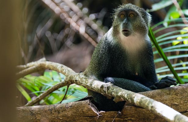 Zanzibar Jozani Forest, cave, and village adventure private tour