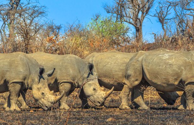 Hluhluwe-Imfolozi Park Tour from Durban